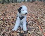 Un Bobtail assis sur un terrain jonchés de feuilles mortes
