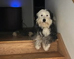 Un Bobtail allongé sur un escalier