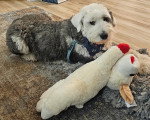 Un Bobtail allongé sur un tapis près d'une peluche