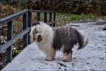 Un Bobtail sur un pont