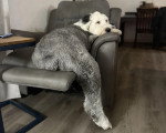 Un Bobtail allongé sur un fauteuil