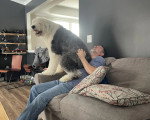 Un Bobtail jouant avec son maître