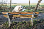 Un Bobtail assis sur un banc