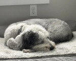 Un Bobtail allongé et semblant dormir