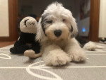 Un Bobtail allongé sur un tapis près d'une peluche