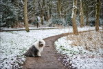 Un Bobtail assis sur un sentier