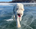 Un Bobtail marchant sur la glace et tirant la langue