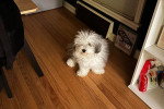 Un Bobtail assis sur un parquet