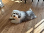 Un Bobtail allongé sur un parquet