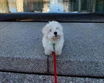 Un chiot Bobtail tenu en laisse près d'un lac