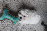 Un Bobtail allongé sur une touffe poilu