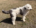 Un Bobtail sur un terrain herbeux 