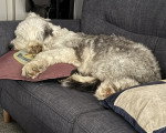 Un Bobtail allongé sur un canapé