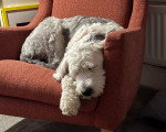 Un Bobtail allongé sur un fauteuil