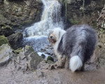 Un Bobtail posant près d'une cascade d'eau