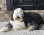 Un Bobtail allongé et regardant vers la caméra