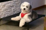 Un Bobtail allongé sur un transat et portant un foulard autour du cou