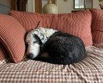 Un Bobtail allongé sur un canapé et semblant dormir