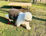 Un Bobtail marchant sur un terrain herbeux