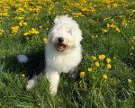 Un Bobtail assis dans l'herbe