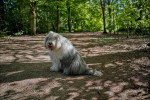 Un Bobtail assis et regardant vers la caméra