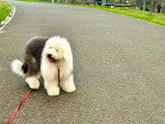 Un Bobtail assis sur une route