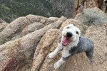 Un Bobtail au sommet d'une montagne