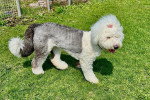 Un Bobtail marchant sur une surface herbacée