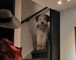 Un Bobtail assis une marche d'escaliers 
