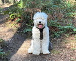 Un Bobtail assis et portant un harnais