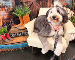 Un Bobtail allongé sur un fauteuil