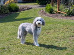 Un Bobtail sur un terrain herbeux