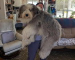Un Bobtail dans les bras d'une personne