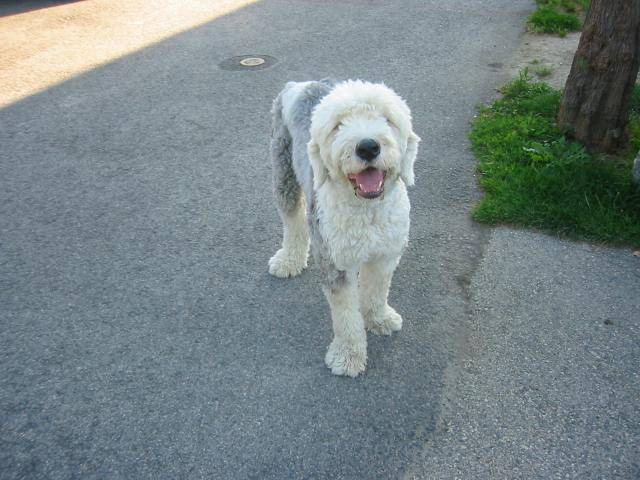 Bobtail Tobby - Bobtail