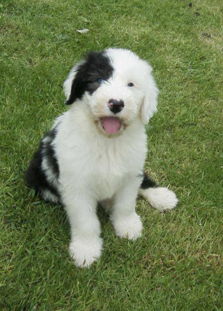 bobtail costo - Bobtail