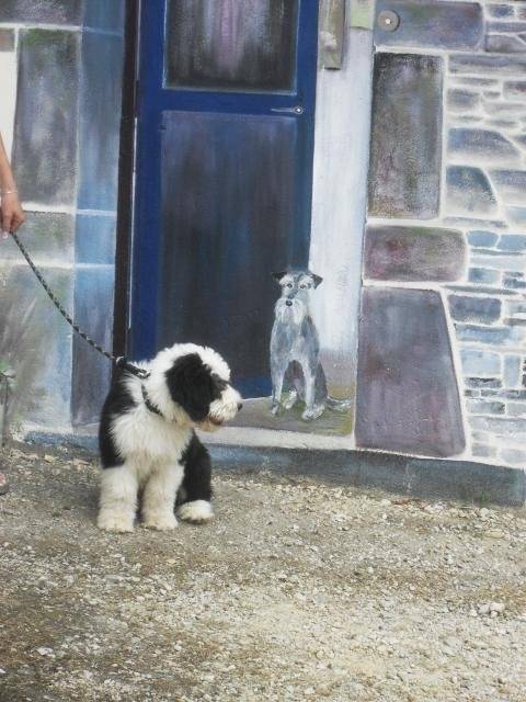 faro bobtail - Bobtail