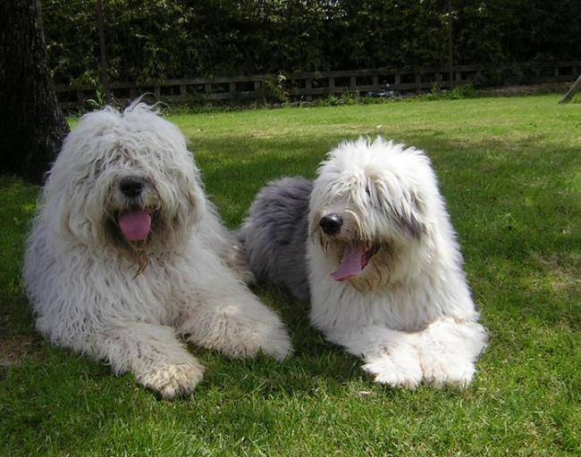 Colonel O'Neill et Ducati Corsé - Bobtail