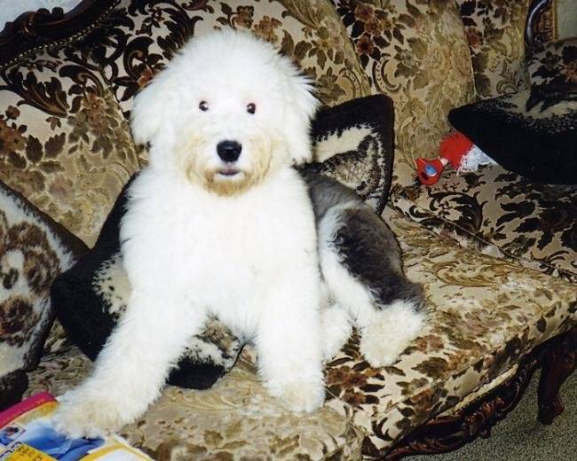 Photo de Bobtail : pretty - Bobtail