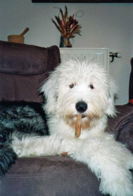 Freya Bobtail femelle - Bobtail