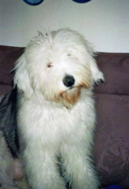 Freya, jeune Bobtail 9 mois - Bobtail (9 mois)