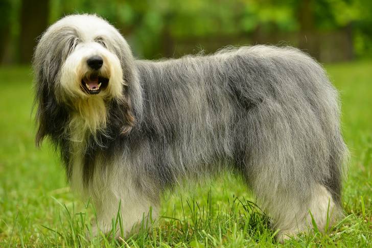 Un chien Bobtail debout dans un jardin