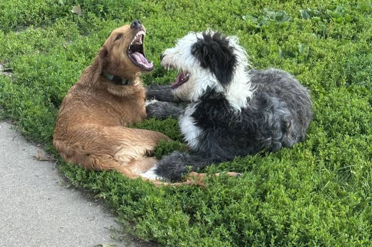 Un Bobtail jouant avec un autre chien dans l'herbe