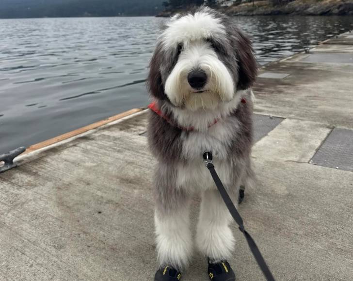 Un Bobtail tenu en laisse près d'un lac