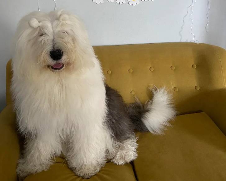 Un Bobtail assis sur un canapé