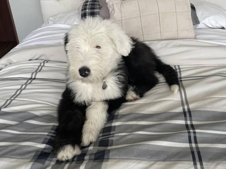 Un Bobtail allongé sur un lit