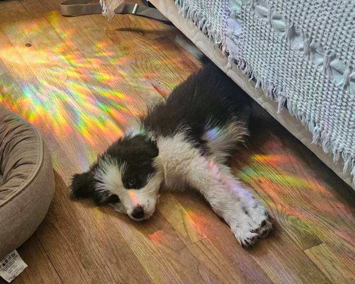 Un Bobtail allongé sous un lit