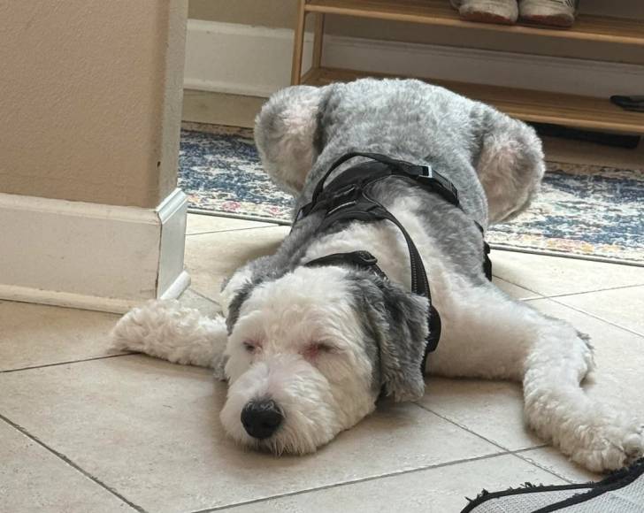 Un Bobtail allongé sur un sol carrelé