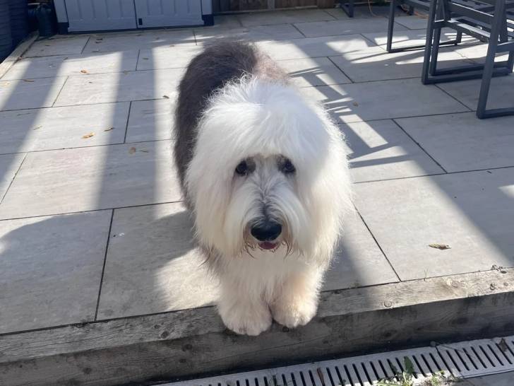 Un Bobtail sur une terrasse et regardant vers la caméra
