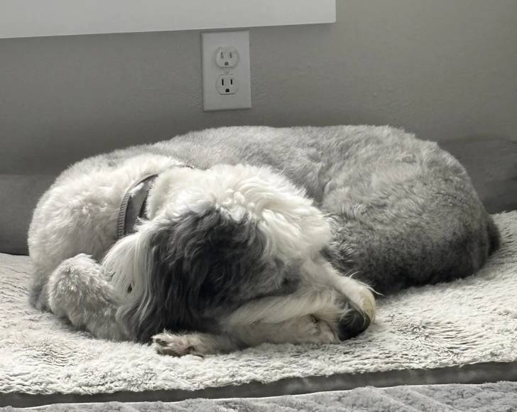 Un Bobtail allongé et semblant dormir