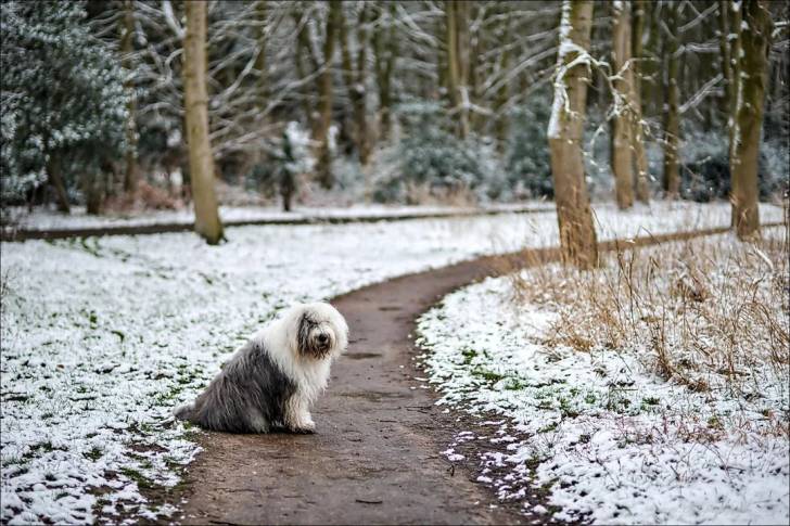 Un Bobtail assis sur un sentier